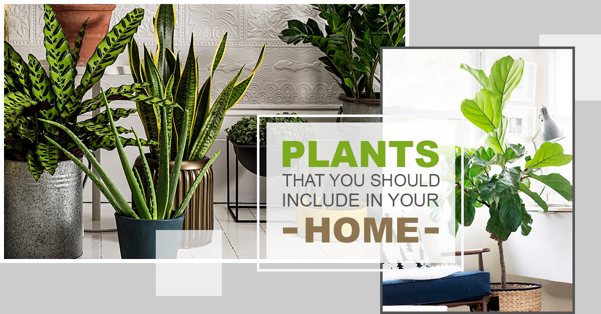 Six Plants You Should Have in Your Home