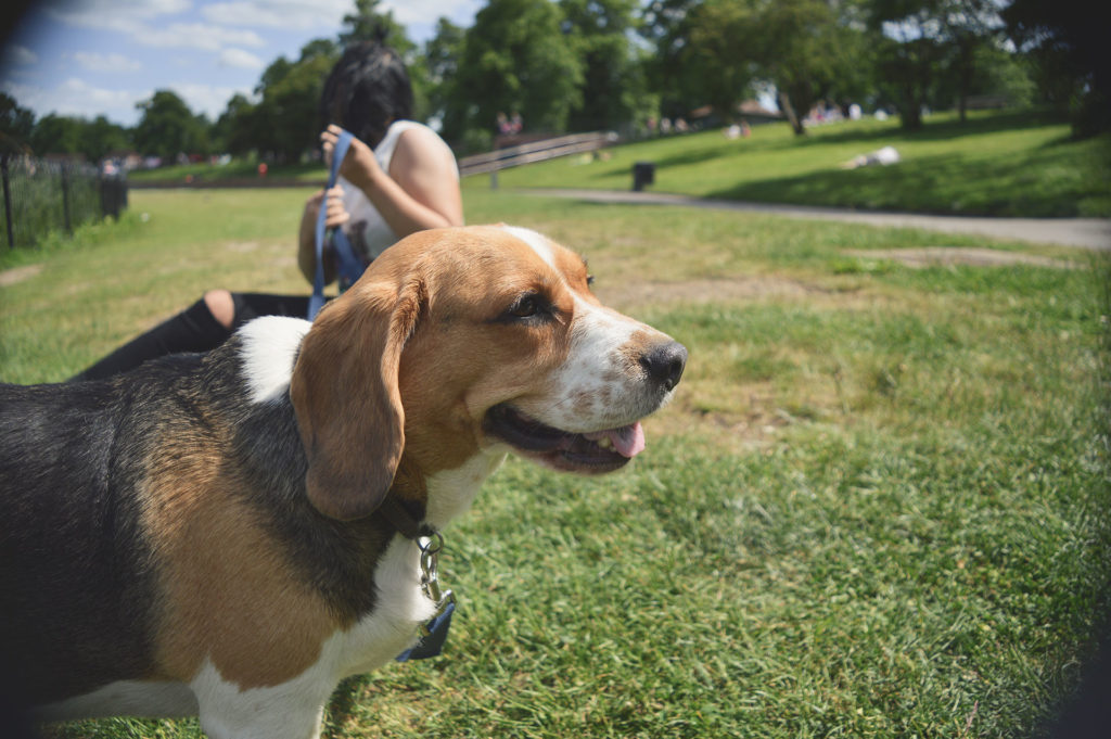 animal-dog-pet-park